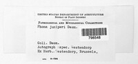 Dothidella juniperi image